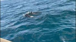 Tour de Snorkeling en Lancha para hasta 9 Personas