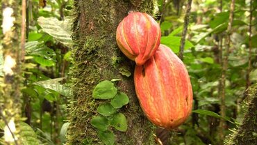 Picture for category Cacao and Chocolate Producers in Liberia